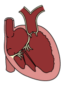 Cardiology