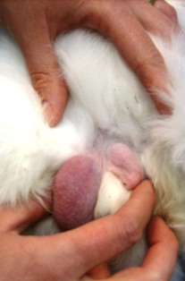 can a puppy get testicular cancer