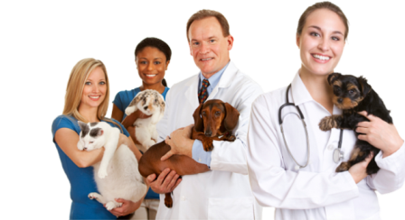 wetaskiwin board certified veterinary surgeon