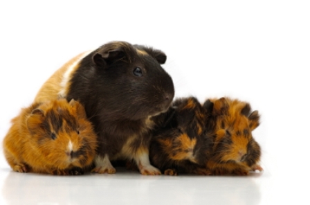 Guinea Pigs Gerbils Hamsters Degus Mice Wetaskiwin Animal Clinic