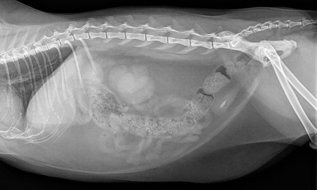 how much are xrays for a dog