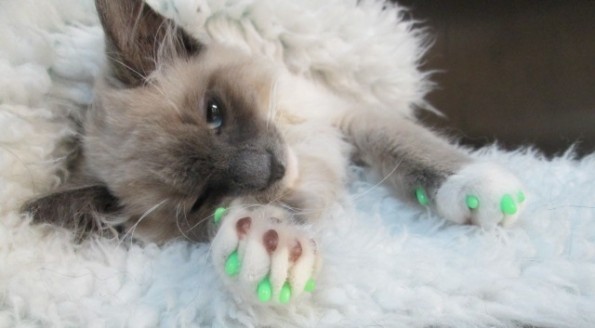 Alternatives To Declawing Your Cat Taste Of The Wild