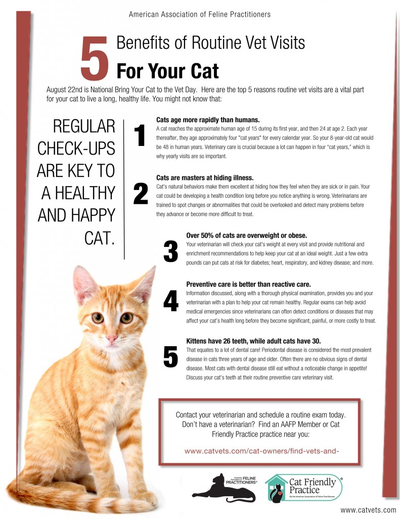 Benefits of Bringing Your Cat to the Vet – Wetaskiwin Animal Clinic