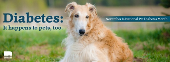 National Pet Diabetes Month