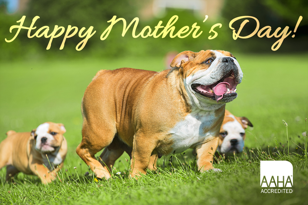 Happy Mother's Day to All the Bulldogs Moms out There!