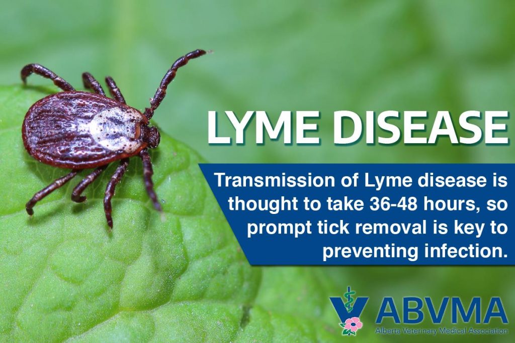 Ticks And Lyme Disease – Wetaskiwin Animal Clinic