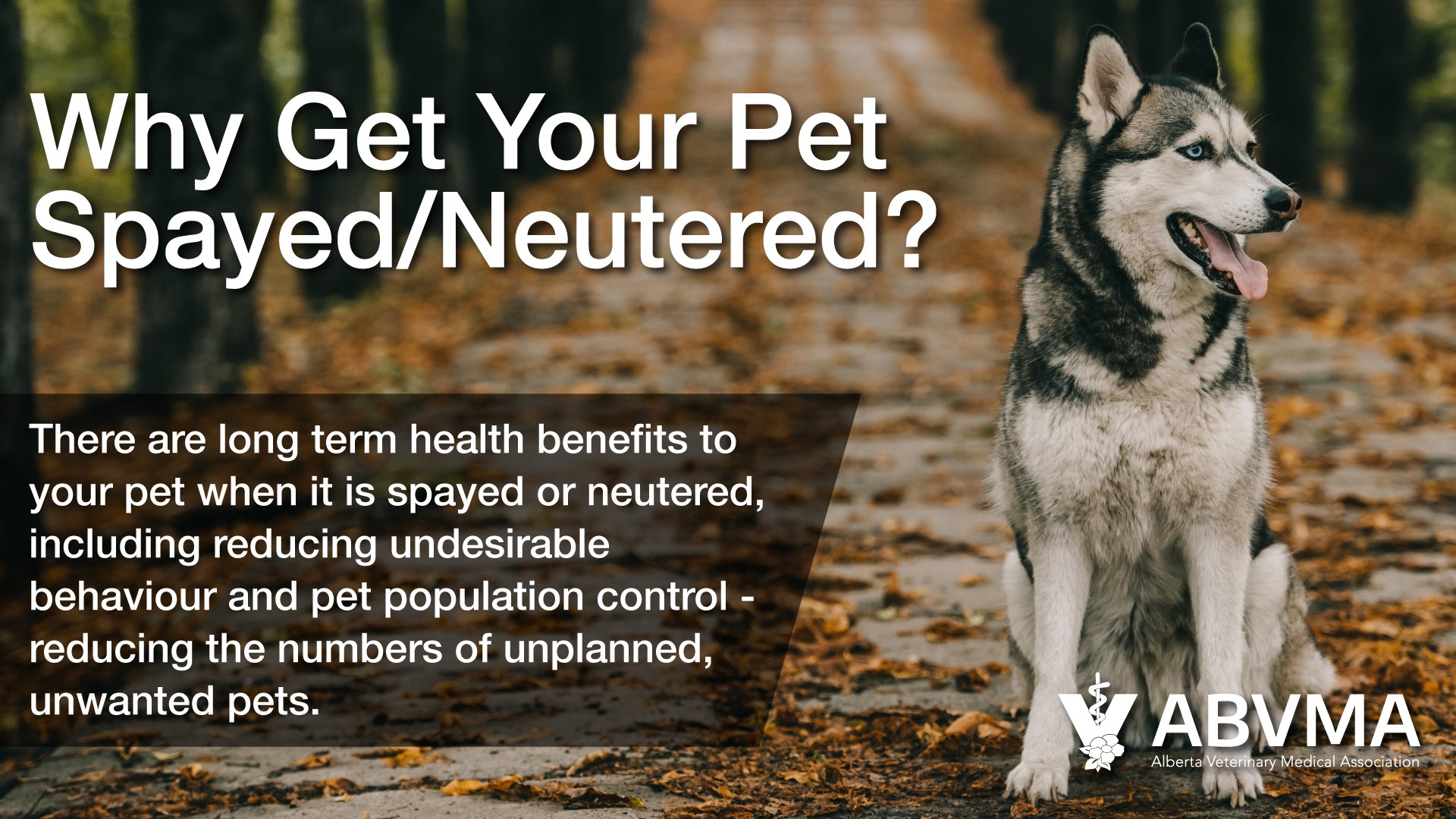 when should you get your puppy spayed