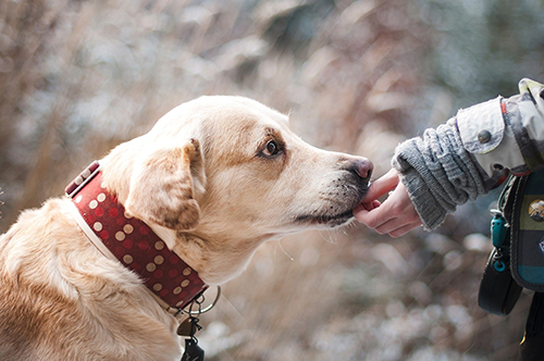 image for October is Adopt-a-Dog Month